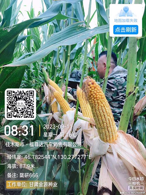 陇研666