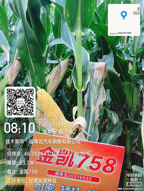 金凯758