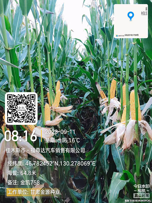 金凯758